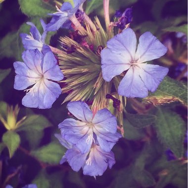 Ceratostigma willmottianum 'Forest Blue'