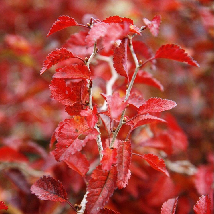 Plant image Prunus incisa 'Kojo-no-mai'