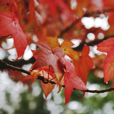 Liquidambar styraciflua