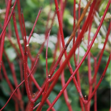 Cornus alba 'Sibirica'