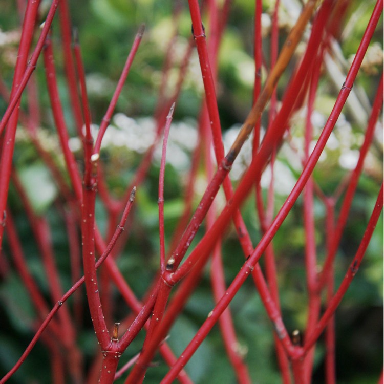 Plant image Cornus alba 'Sibirica'