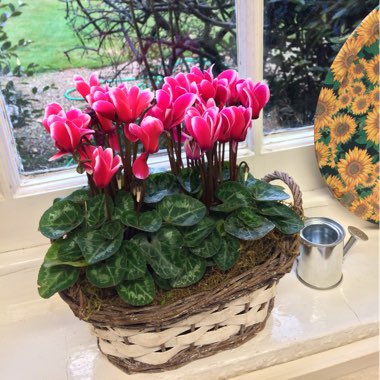 Cyclamen