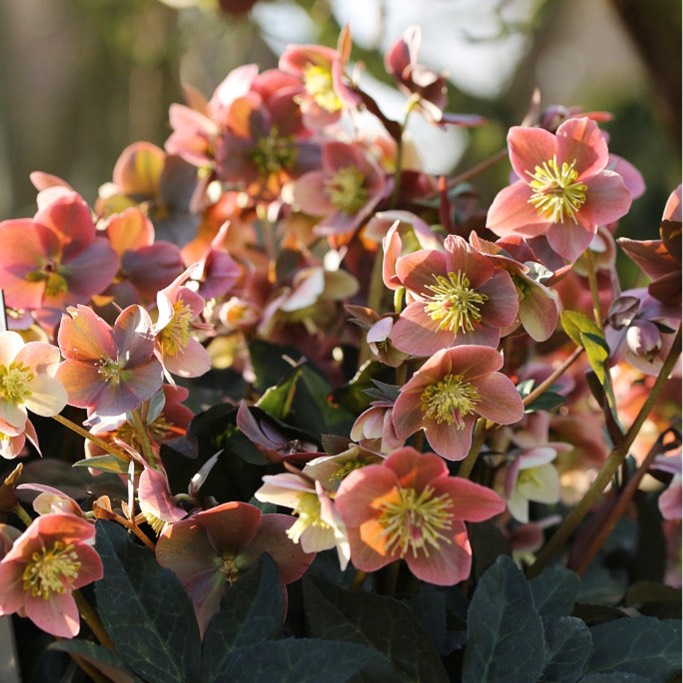Plant image Helleborus x ballardiae 'Coseh 810' (HGC Series) syn. Helleborus x ballardiae 'HGC Merlin'