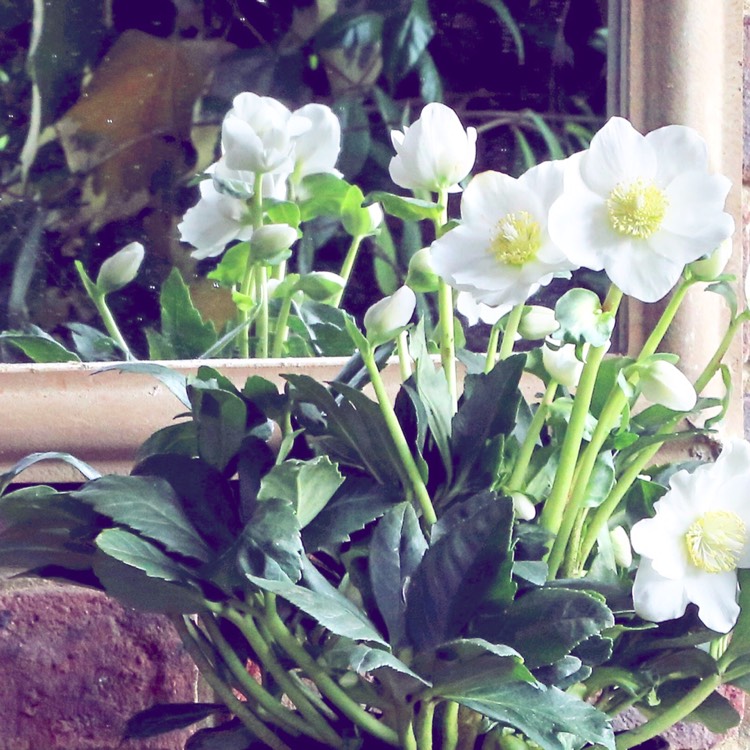 plant image 284381