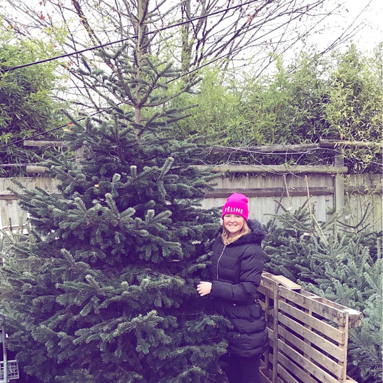 Plant image Abies nordmanniana