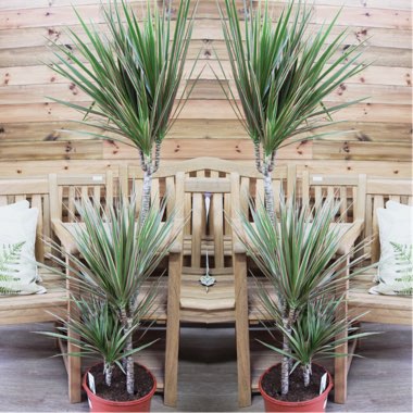 Dracaena marginata