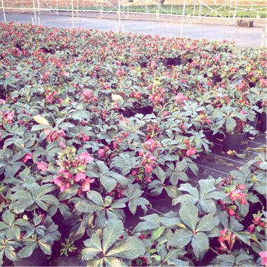 Helleborus 'Coseh 4100' (HGC Ice 'N' Roses Series) syn. Helleborus 'HGC Ice 'N' Roses Red'