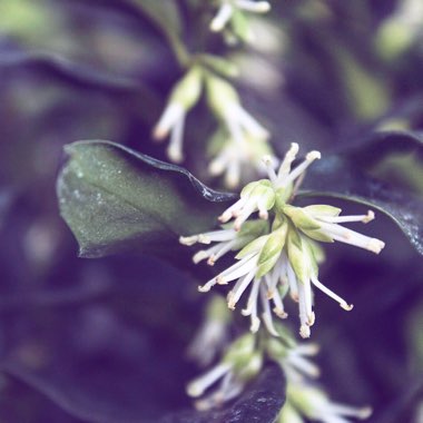 Sarcococca confusa
