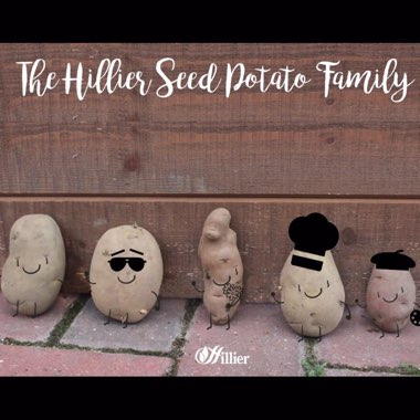 Solanum tuberosum