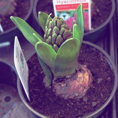 Hyacinthus orientalis 'Pink Pearl'