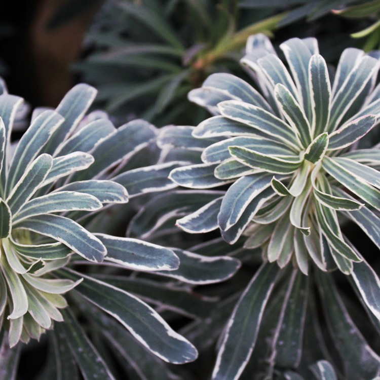 Plant image Euphorbia characias 'Glacier Blue'