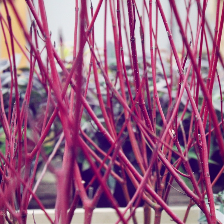 plant image 307328