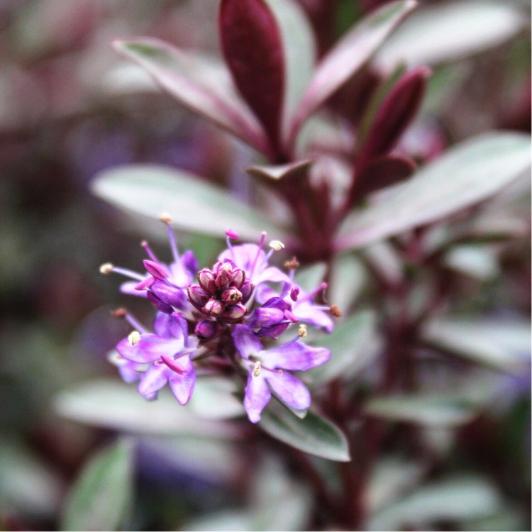 Plant image Hebe 'Caledonia'