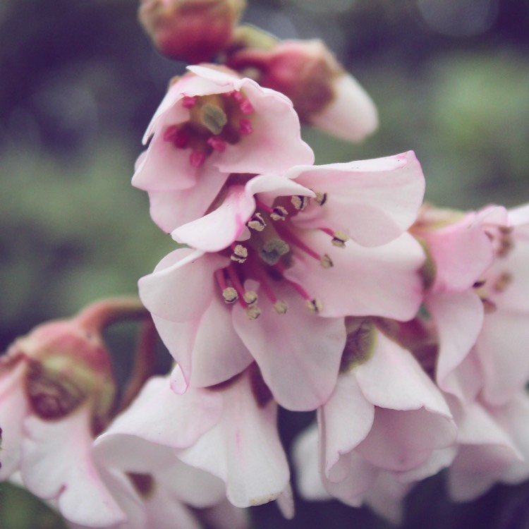 Plant image Bergenia 'Harzkristall'