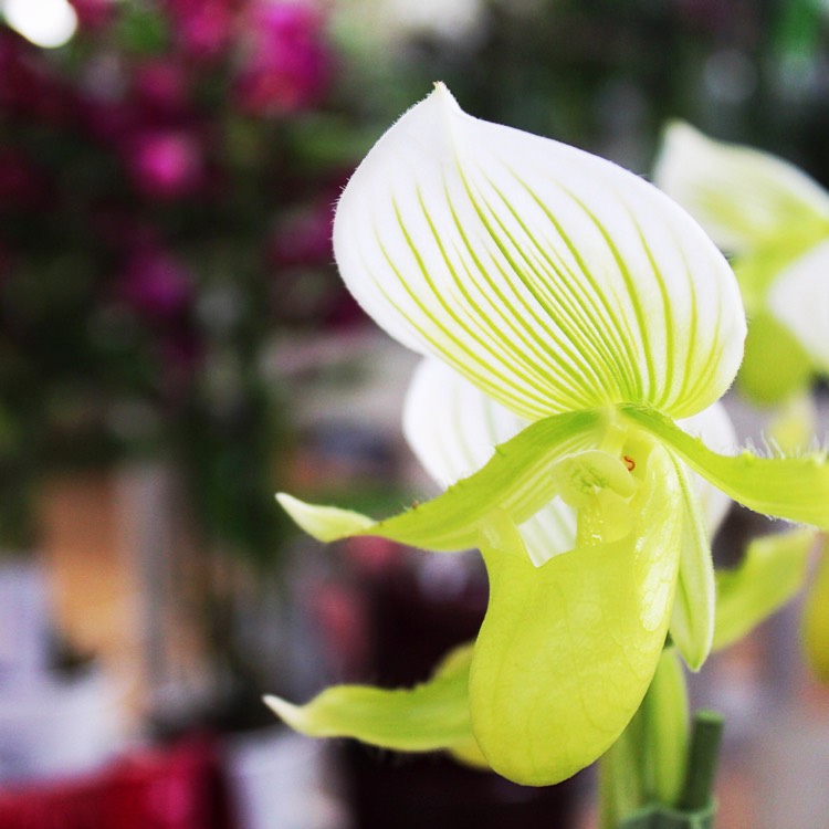 Plant image Paphiopedilum