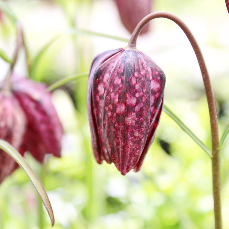 plant image 362599