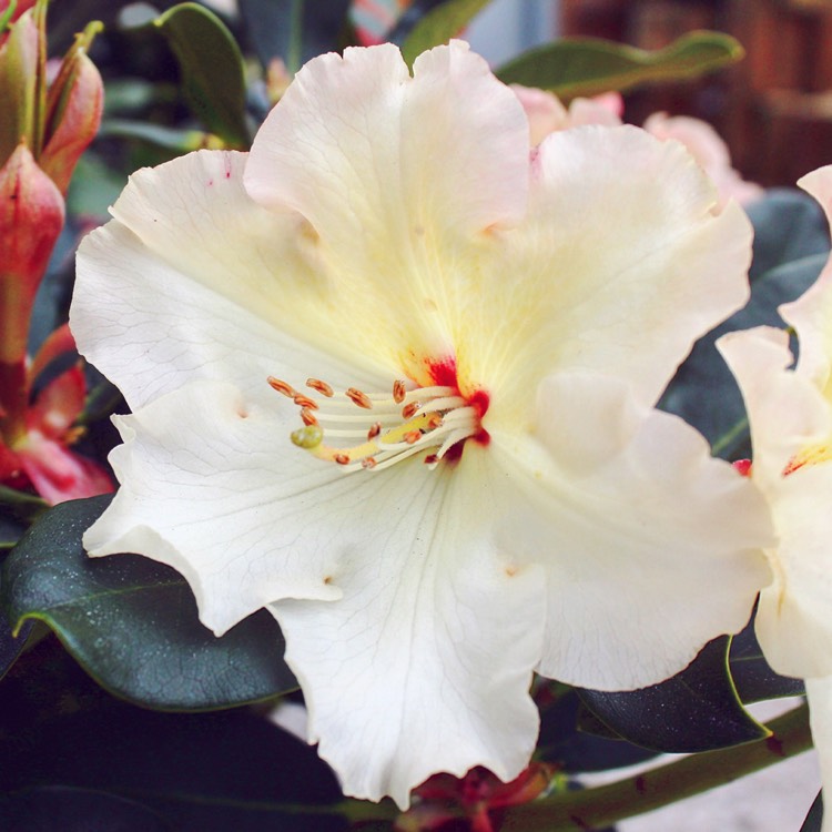 Plant image Rhododendron 'Horizon Monarch'