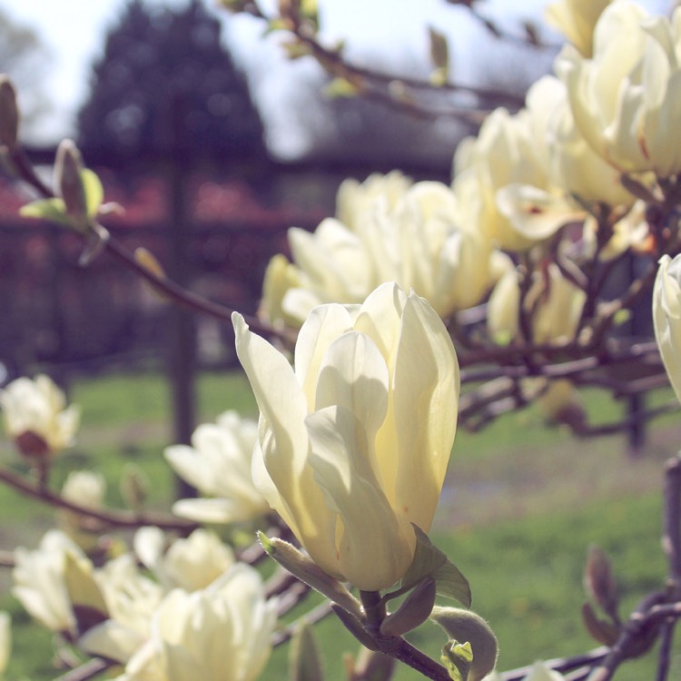 Plant image Magnolia 'Elizabeth'