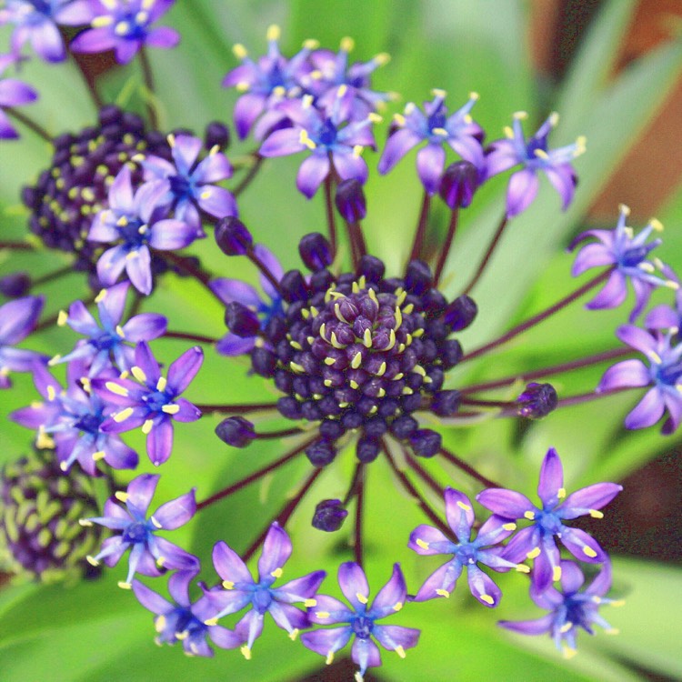 Plant image Scilla peruviana 'Sapphire Blue' (Carribean Jewels Series)