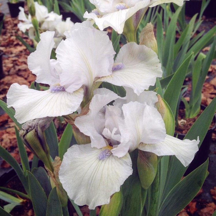 Plant image Iris x germanica 'Love's Tune'