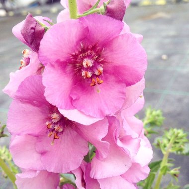 Verbascum 'Pink Kisses'