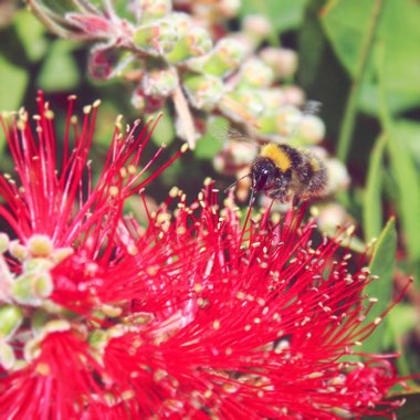 Callistemon