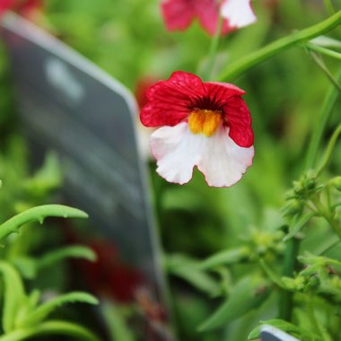 Nemesia