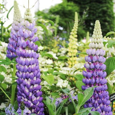 Lupinus 'Persian Slipper'