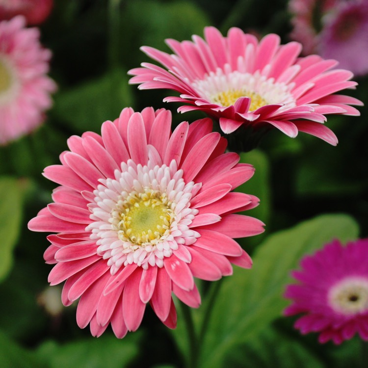 Plant image Gerbera 'Garvinea'