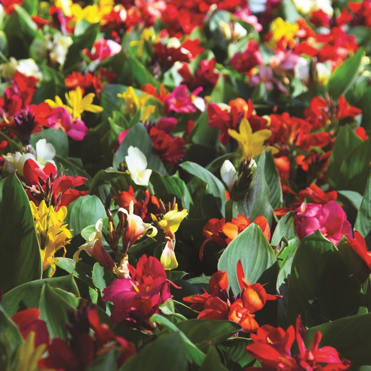 Plant image Canna