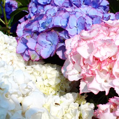 Hydrangea