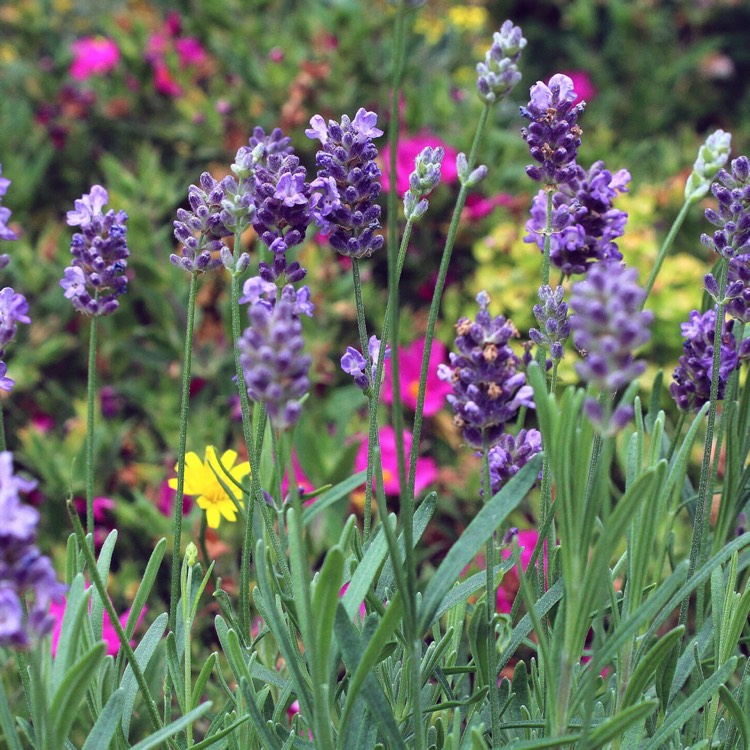 Plant image Lavandula
