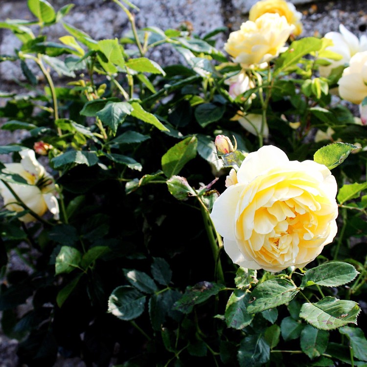 Plant image Rosa 'Golden Celebration'
