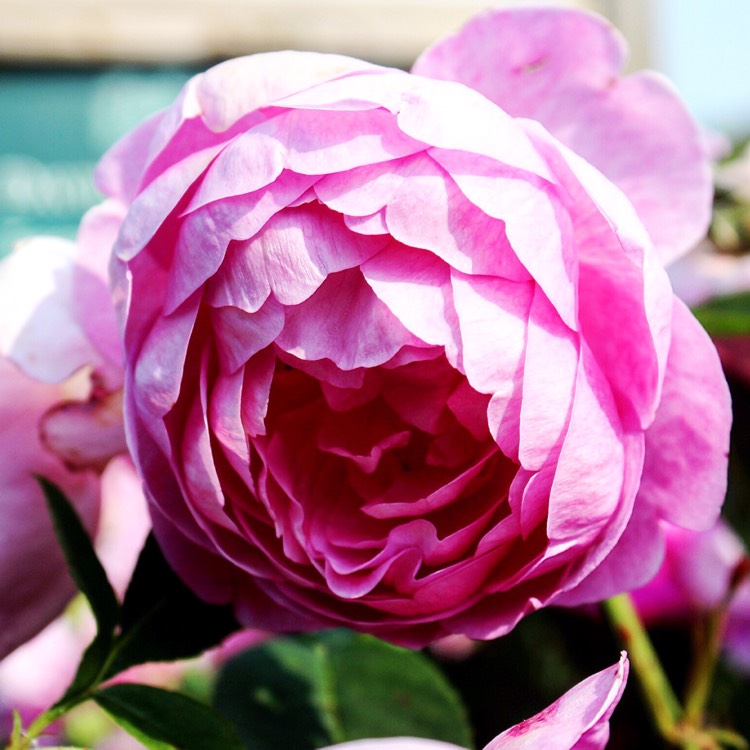 Plant image Rosa 'Auspaddle' syn. Rosa 'Royal Jubilee'