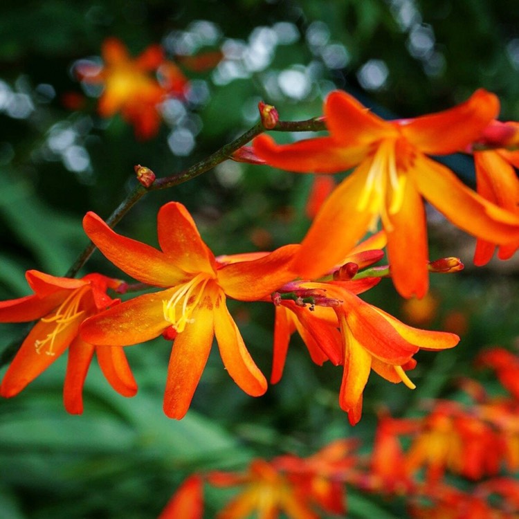 plant image 487261