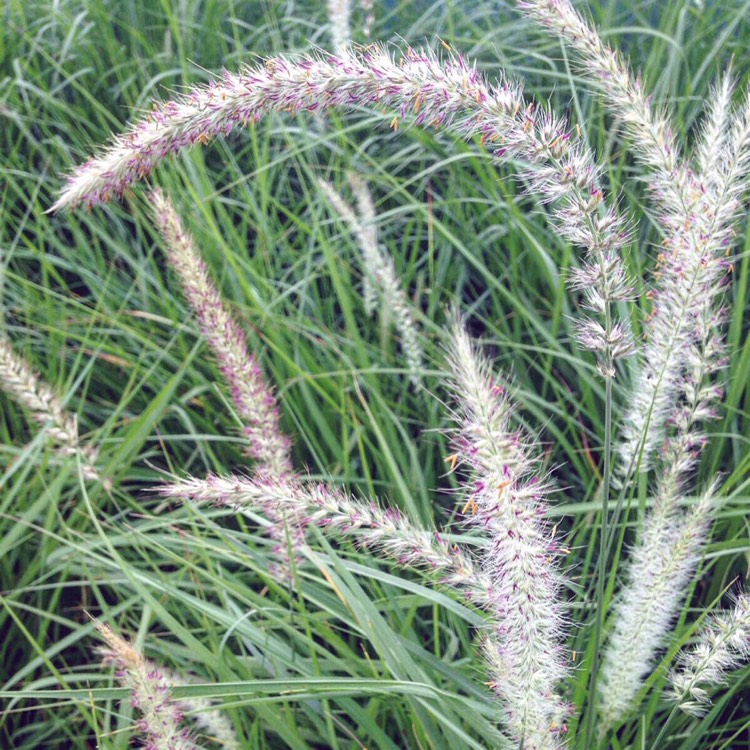 Plant image Pennisetum orientale 'Fairy Tails'