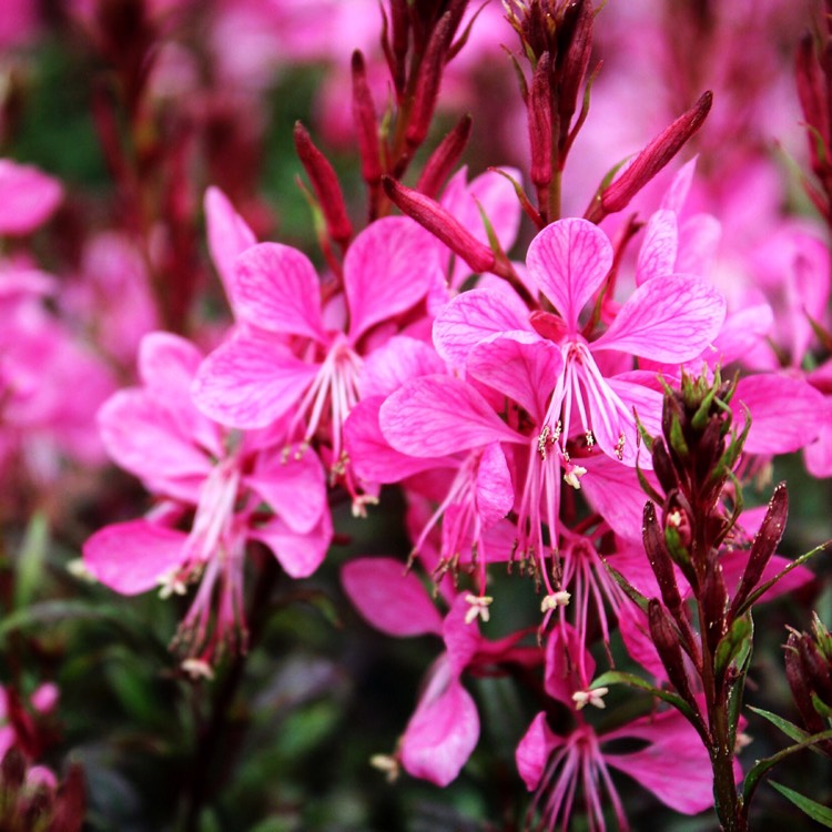 Plant image Oenothera lindheimeri 'Florgaured' syn. Oenothera lindheimeri 'Gaudi Red', Gaura lindheimeri 'Gaudi Red'