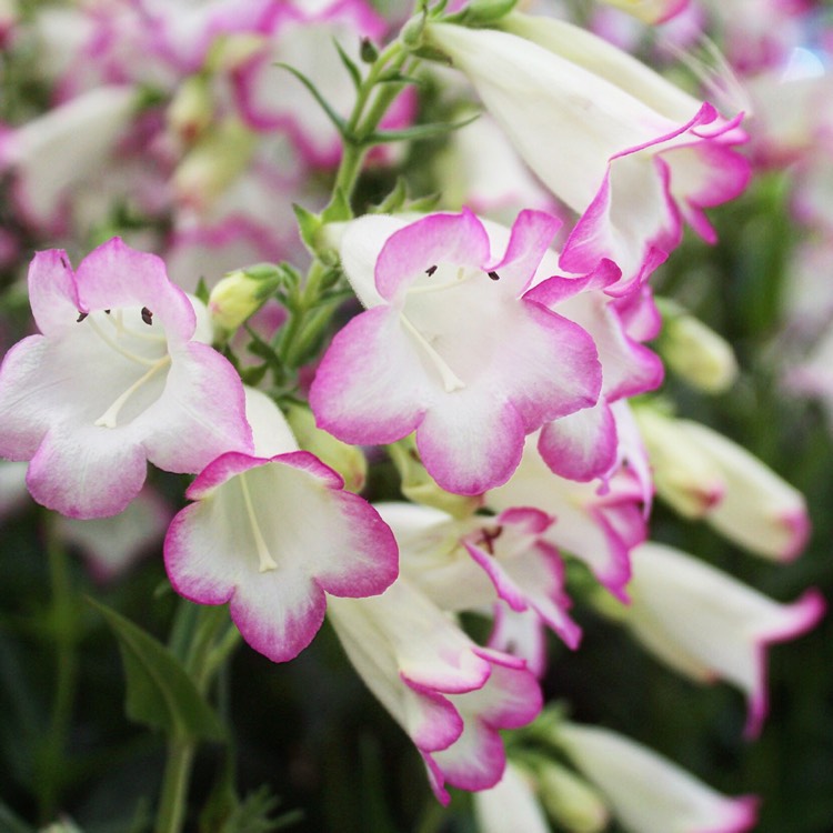 Plant image Penstemon 'Pensham Laura'
