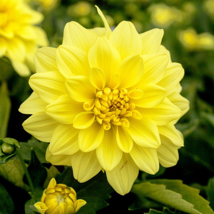 Plant image Dahlia 'Gallery Pinto'