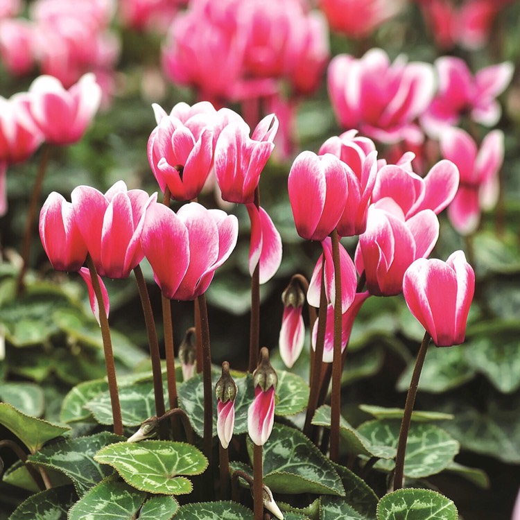 plant image 533139