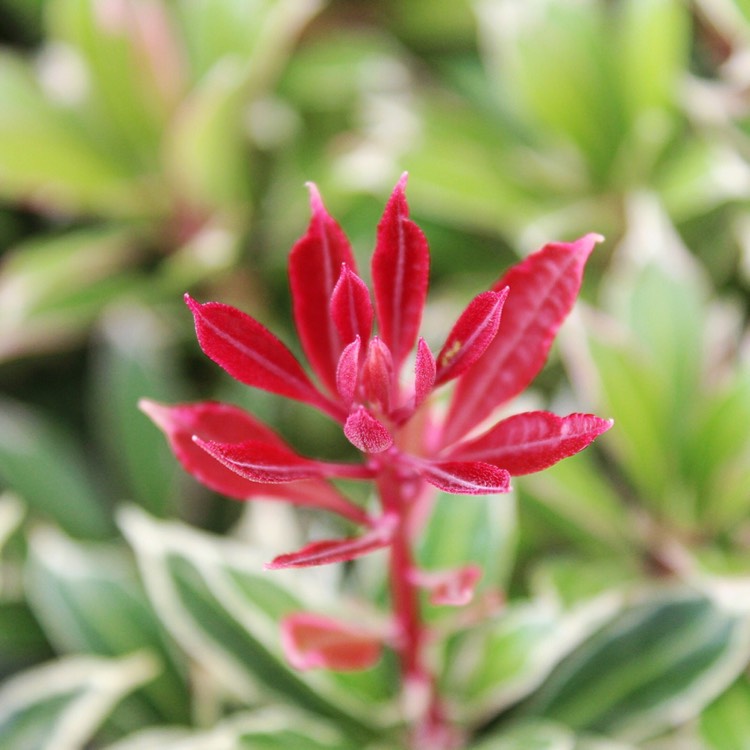 Plant image Pieris japonica 'Carnaval'