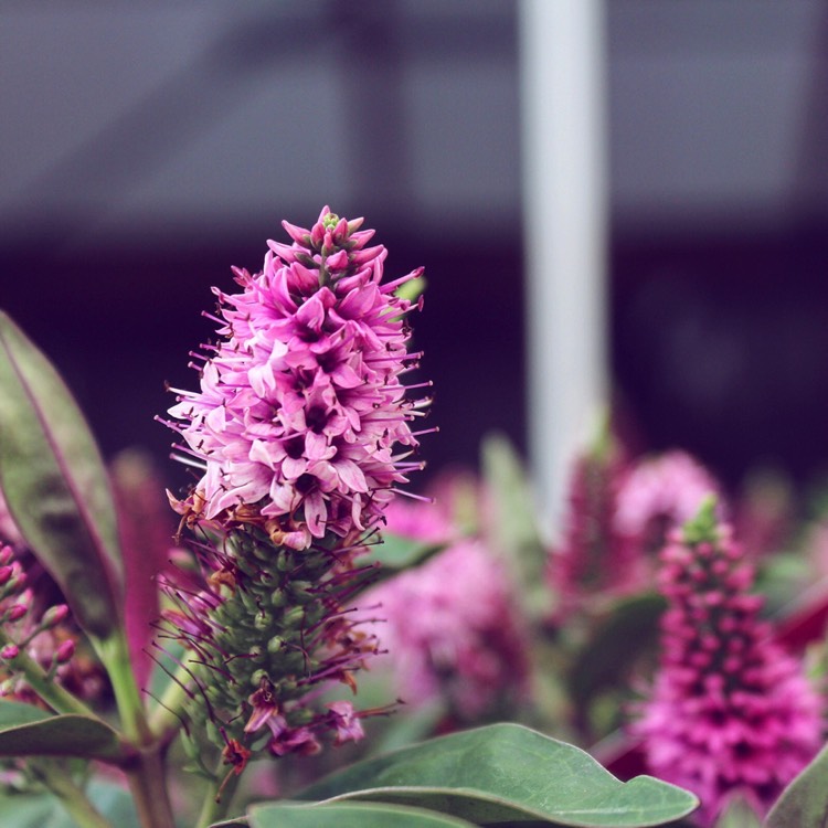 Plant image Hebe 'Addenda Pink'