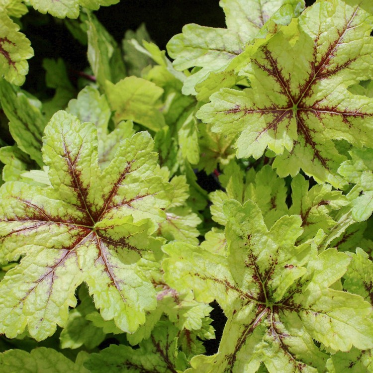 Plant image x Heucherella 'Alabama Sunrise'