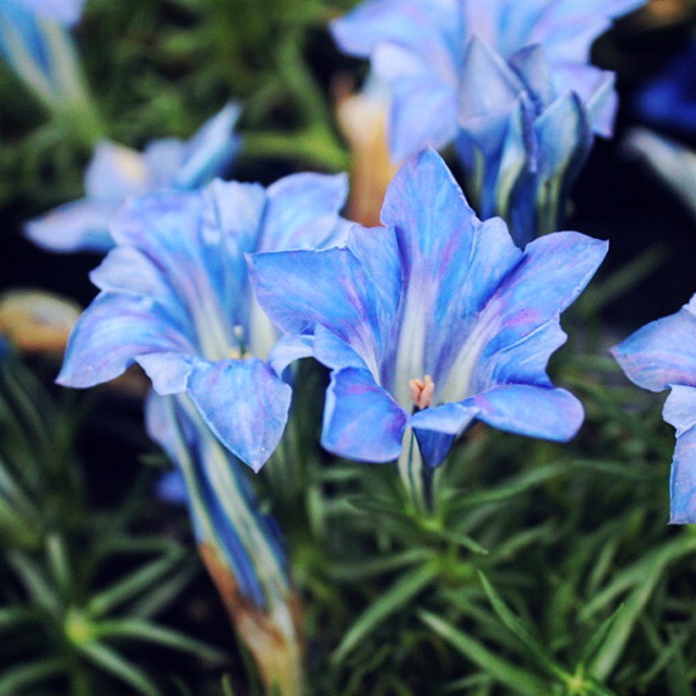 Plant image Gentiana sino-ornata