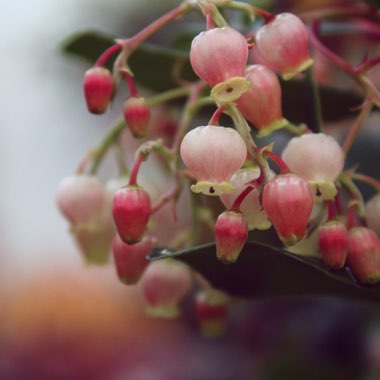 Arbutus unedo