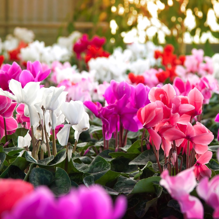 plant image 576625