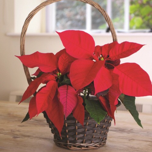 plant image 584145