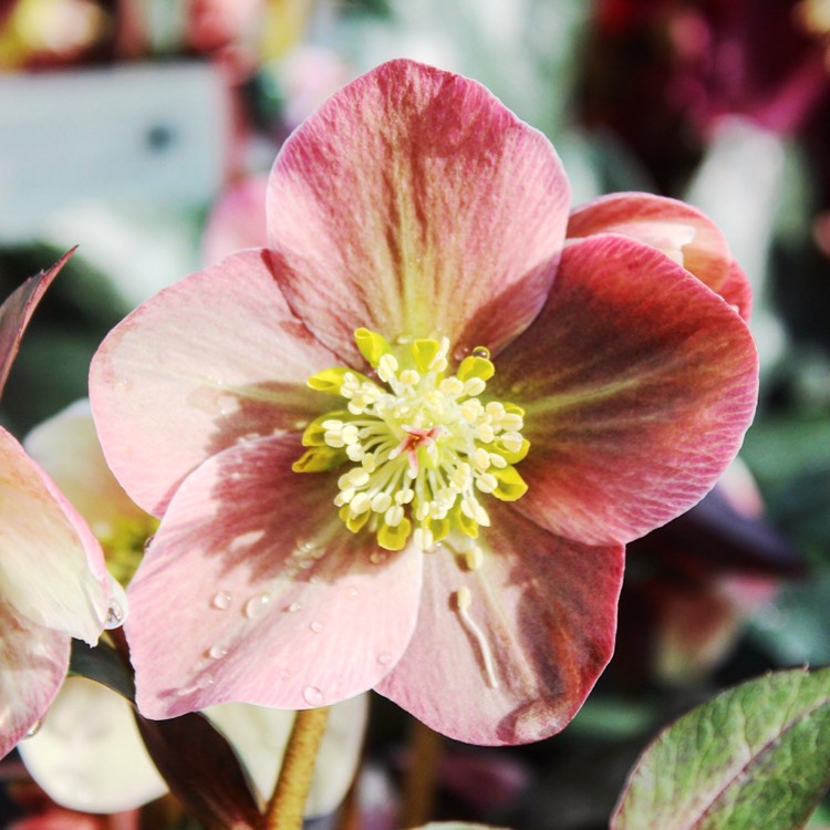 plant image 589625