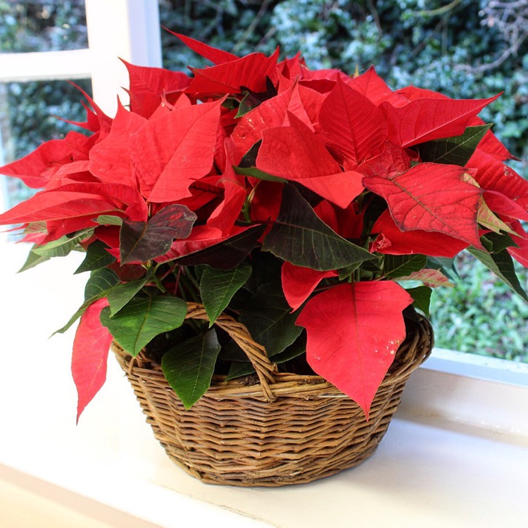 plant image 589959