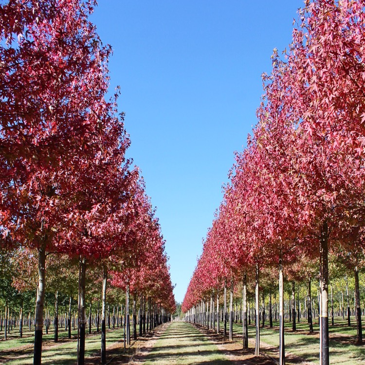 Plant image Liquidambar styraciflua 'Worplesdon'